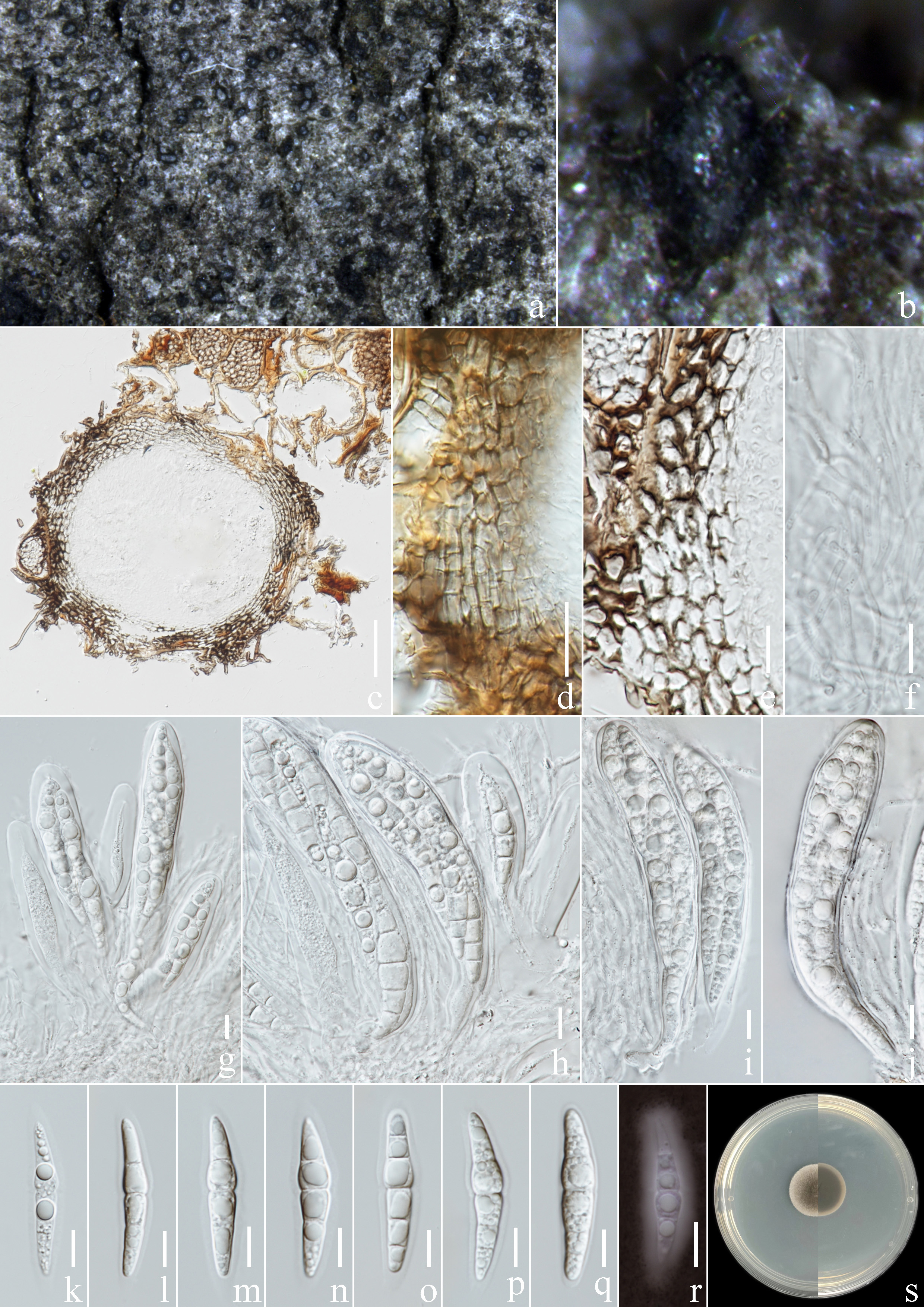 Figure 27